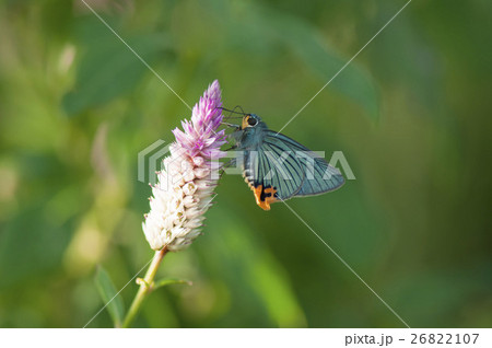 アオバセセリ 26822107