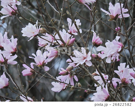 シデコブシの花 ( 2016年4月 岐阜県恵那市 ) シデコブシの花 ( 2016年4月 岐阜県恵那市 ) 26822582
