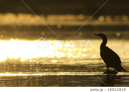 黄金の時間 26822819