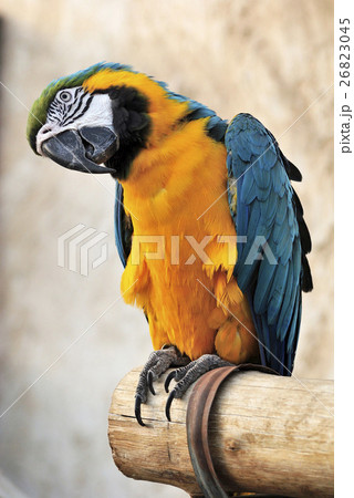 Blue and yellow macaw (Ara ararauna) 26823045