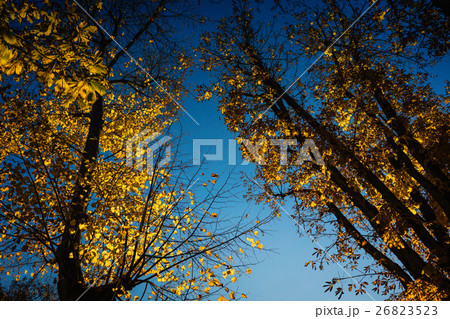 View to sky through trees with yellow foliage 26823523