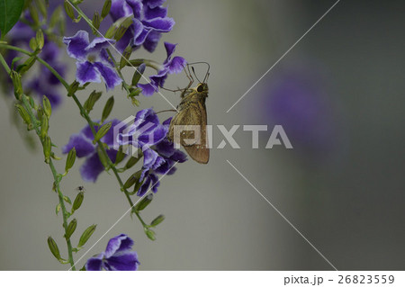 動物 動物学 しみ 26823559