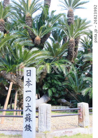 大蘇鉄＊松屋寺 26823992