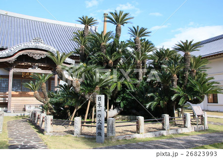 大蘇鉄*松屋寺 大蘇鉄*松屋寺 26823993