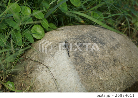 トンボ とんぼ ドラゴンフライ 26824011