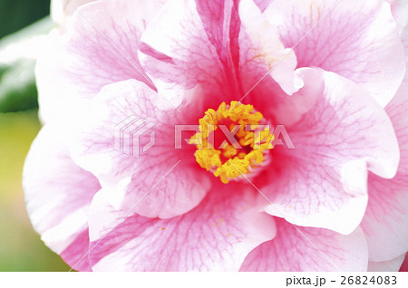 しぼりの椿 26824083