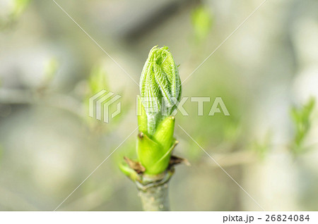 白木の芽（コシアブラ） 26824084