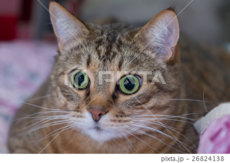 Close up portrait of green-eyed cat Close up portrait of green-eyed cat 26824138