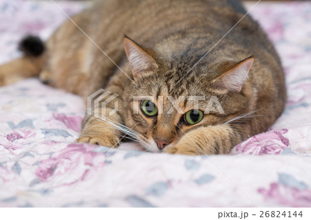 Close up portrait of green-eyed cat 26824144