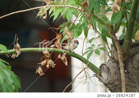 鳥 スズメ 雀 26824187