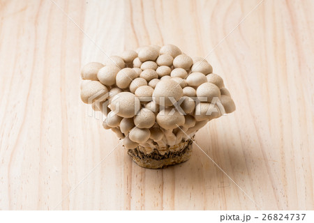 しめじ 26824737