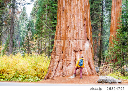 Tourist with backpack hiking in Sequoia NP Tourist with backpack hiking in Sequoia NP 26824795