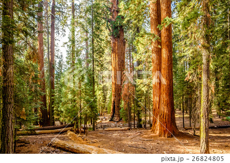 Sequoia National Park at autumn Sequoia National Park at autumn 26824805