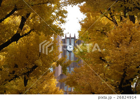 安田講堂と銀杏 安田講堂と銀杏 26824914
