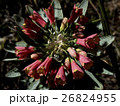 アンデスの高山植物 26824955