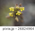 アンデスの高山植物 26824964