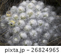 アンデスの高山植物 26824965