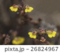 アンデスの高山植物 26824967