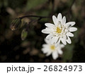アンデスの高山植物 26824973