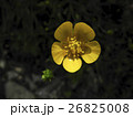 ミヤマキンポウゲ 26825008