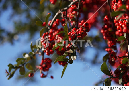 街中の南天 26825060