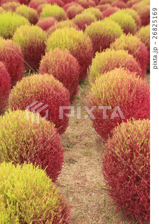 Red Kochia or Bassia scoparia plant in field. Red Kochia or Bassia scoparia plant in field. 26825169
