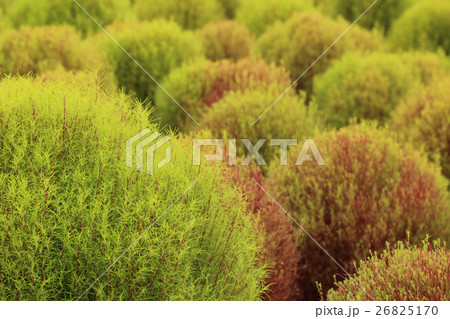 Close up of Kochia or Bassia scoparia plant. 26825170