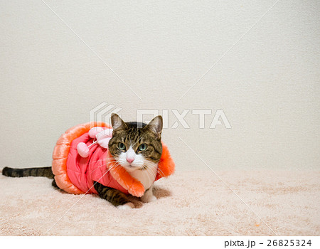 もこもこ猫の写真素材 [26825324] - PIXTA, 画像サイズ:450x350