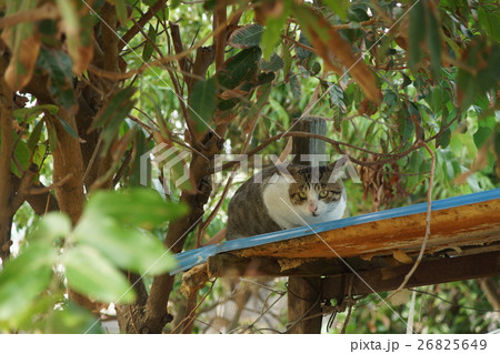 猫 ねこ ネコ 26825649