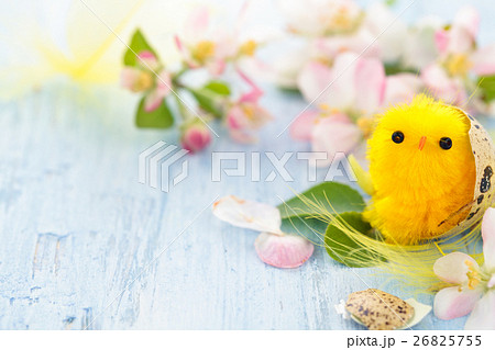 Small chicks in nest. 26825755