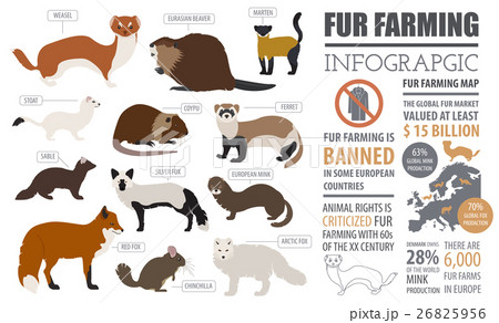 Fur farming infographic template. Flat design Fur farming infographic template. Flat design 26825956