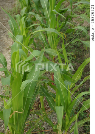 木の葉 葉 草の葉 26826221