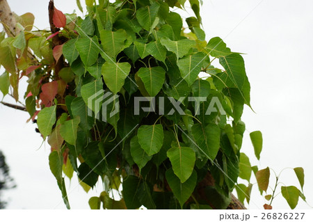 木の葉 葉 草の葉 26826227