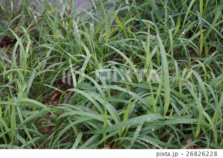 木の葉 葉 草の葉 26826228