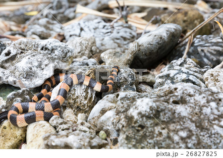 トリコレイエ 海ヘビ トリコレイエ 海ヘビ 26827825