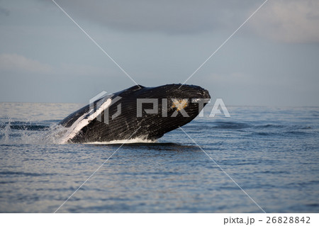 Jump of humpback whale  Jump of humpback whale  26828842