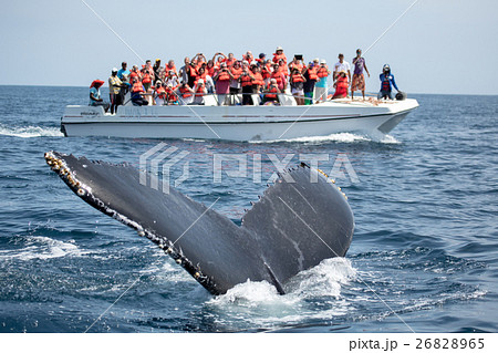 Humpback whale tail  26828965
