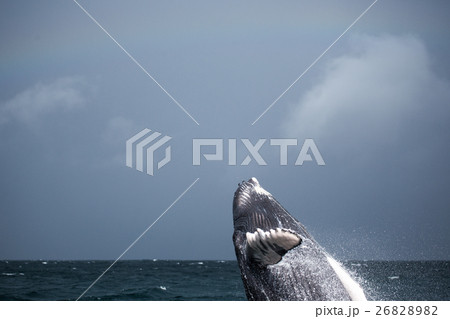 Jump of humpback whale 26828982