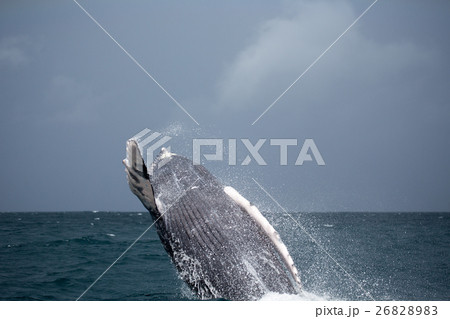 Jump of humpback whale Jump of humpback whale 26828983