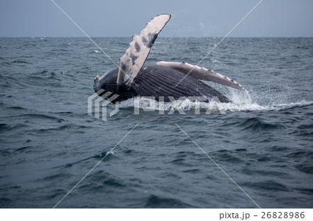 Jump of humpback whale 26828986