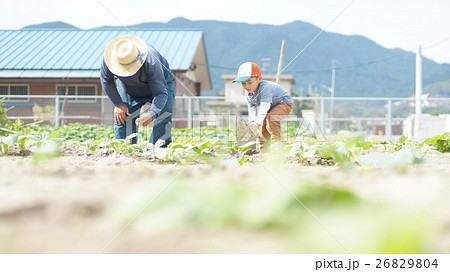 農作業 農作業 26829804