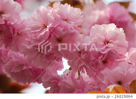 色鮮やかな満開の八重桜 26829864