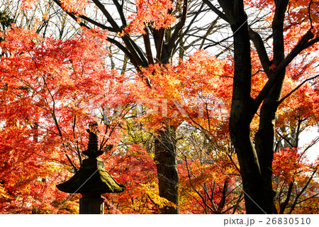 日本庭園の楓 26830510
