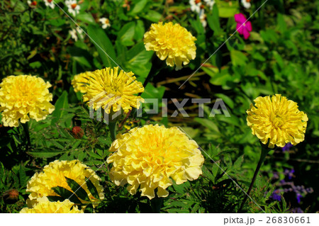秋の花壇 26830661
