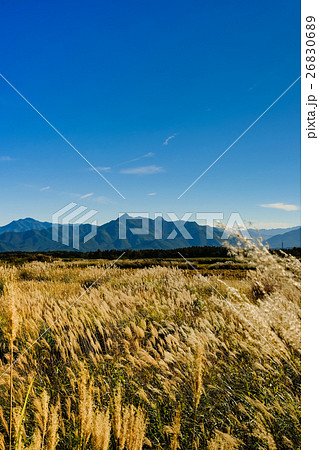 ススキ野原 (6) 26830689