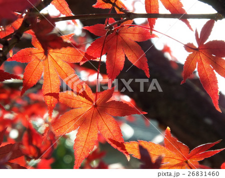 紅葉 紅葉 26831460