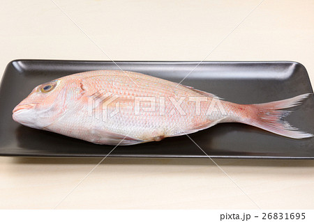 おいしい天然物の鯛 おいしい天然物の鯛 26831695