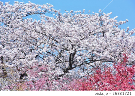 染井吉野と寒緋桜 染井吉野と寒緋桜 26831721