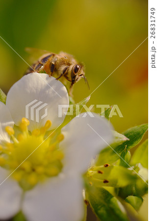イチゴの花　苺　イチゴ　ポリネーション　農業　家畜　ミツバチ　みつばち　真上 26831749