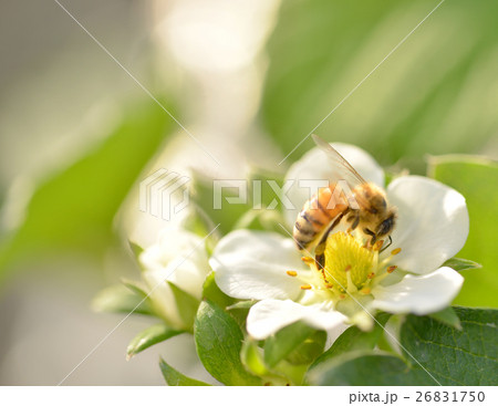 イチゴの花　苺　イチゴ　ポリネーション　農業　家畜　ミツバチ　みつばち　真上 26831750